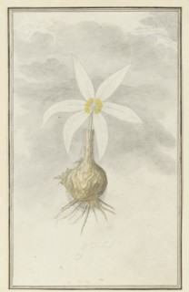 Gethyllis Afra L (Kukukmakranka), 1777-1786. Creator: Robert Jacob Gordon.
