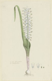 Lachenalia unifolia Jacq. (Hyacinth), 1777-1786. Creator: Robert Jacob Gordon.