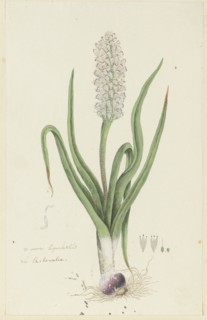 Lachenalia orthopetala Jacq. (Hyacinth), 1777-1786. Creator: Robert Jacob Gordon.
