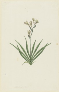Freesia viridis (Aiton) Goldblatt & J.C. Manning, 1777-1786. Creator: Robert Jacob Gordon.