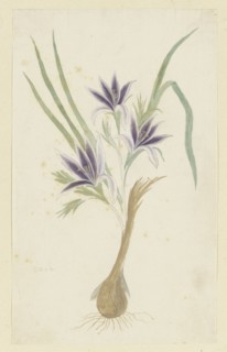 Babiana sambucina (Jacq.) Ker Gawl. (Bobbejaantje), 1777-1786. Creator: Robert Jacob Gordon.