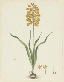 Ixia odorata Ker. Gawl., 1777-1786. Creator: Robert Jacob Gordon.