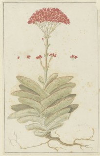 Crassula perfoliata L. (Sekelblaarplakkie), 1777-1786. Creator: Robert Jacob Gordon.