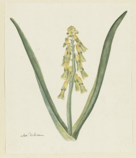 Lachenalia aloides (L.f.) Engl. (Opal flower), 1777-1786. Creator: Robert Jacob Gordon.