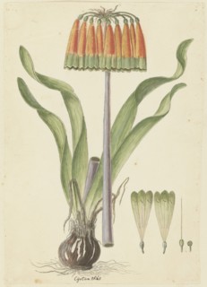 Cyranthus obliquus (L.f.) Aiton (Knysna lily), 1777-1786. Creator: Robert Jacob Gordon.