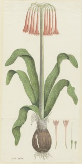 Cyrtanthus carneus Lindl.  (Sand-lily), 1777-1786. Creator: Robert Jacob Gordon.