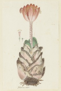 Haemanthus coccineus L. (Blood flower), 1777-1786. Creator: Robert Jacob Gordon.