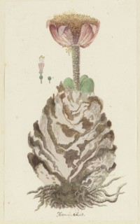 Haemanthus coccineus L. (Blood flower), 1777-1786. Creator: Robert Jacob Gordon.