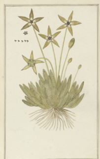 Tridentea pedunculata (Masson) L.C. Leach (Stapelia), 1777-1786. Creator: Robert Jacob Gordon.