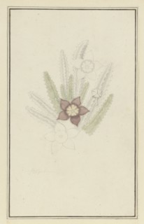 Stapelia hirsute L. (Starfish flower), 1777-1786. Creator: Robert Jacob Gordon.