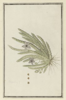Stapelia paniculata Willd.(Small starfish flower), 1777-1786. Creator: Robert Jacob Gordon.