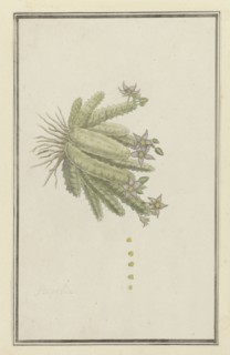 Piaranthus geminatus (Masson) N.E. Br.(Milkweed), 1777-1786. Creator: Robert Jacob Gordon.