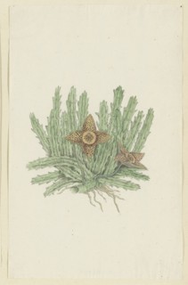 Huernia namaquensis Pillans. (Namaqua carrion-flower), 1777-1786. Creator: Robert Jacob Gordon.