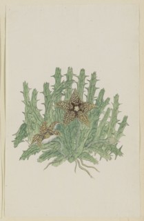 Orbea verucosa (Masson) L.C. Leach. (Hirsute Stapelia), 1777-1786. Creator: Robert Jacob Gordon.