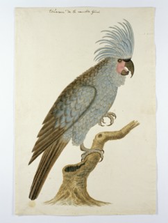 Palm cockatoo, in or after c.1780. Creators: Robert Jacob Gordon, Johannes Schumacher.