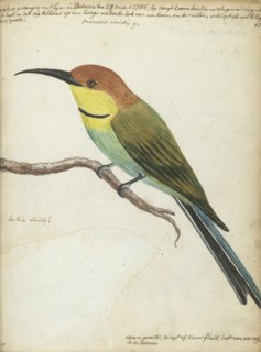 Small bird on branch, 1785. Creator: Jan Brandes.