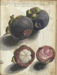 Mangosteen, 1784. Creator: Jan Brandes.