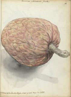 Boannona or wild serikaja, 1785.  Creator: Jan Brandes.