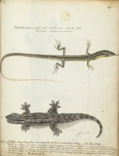 Lizard and Tjitjak, 1784. Creator: Jan Brandes.