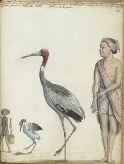 Crane, 1784. Creator: Jan Brandes.