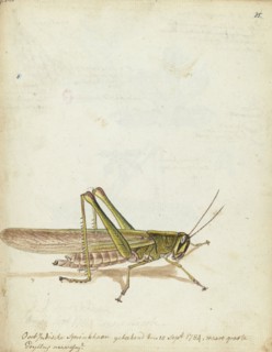 Grasshopper, 1784. Creator: Jan Brandes.