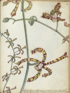 Javanese flower 'Cambang Matjang', 1784. Creator: Jan Brandes.