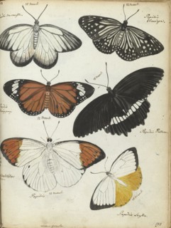 Javanese butterflies, 1784. Creator: Jan Brandes.