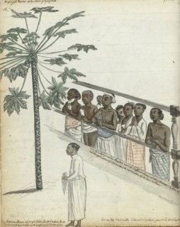 Papaya tree, litigants come to see the Dessave, and a 'hennikap' or free servant in Colombo, 1785. Creator: Jan Brandes.