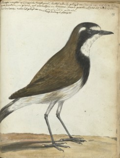Songbird or Cape Nightingale, 1786. Creator: Jan Brandes.