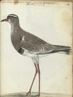 Cape Snipe, 1786. Creator: Jan Brandes.