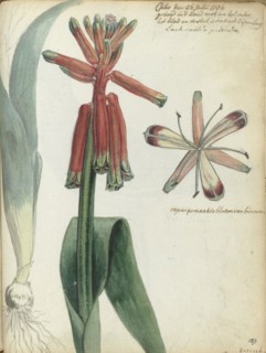 Cape flower, (Lachenalia pendula), 1786. Creator: Jan Brandes.