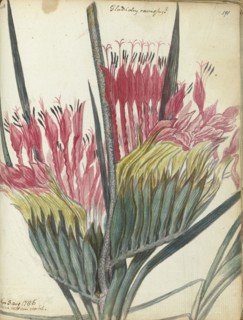 Cape flower, 1786. Creator: Jan Brandes.