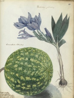 Cape watermelon and gladiolus, 1786. Creator: Jan Brandes.