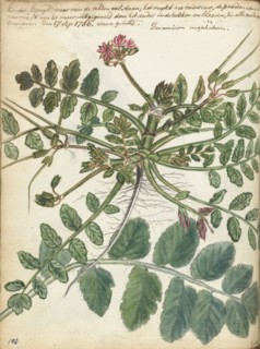 Cape meadow herb, 1786. Creator: Jan Brandes.