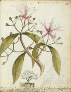 Cape chestnut, (Calodendrum capense), 1778. Creator: Jan Brandes.
