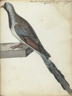 Cape pigeon, 1787. Creator: Jan Brandes.