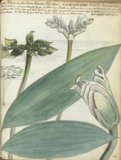 Cape flower, (Aponogeton distachium), 1786. Creator: Jan Brandes.