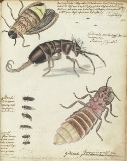Javanese and Gelderland glowworms, 1770-1787. Creator: Jan Brandes.