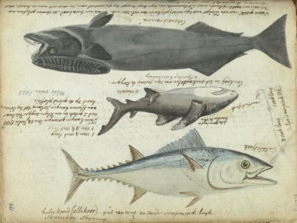 Tuna (Thunnus thynnus), shark (Carcharodon carcharias) and remora (Echeneidae), 1788. Creator: Jan Brandes.