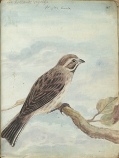 Dutch bird, (Fringilla), 1770-1787. Creator: Jan Brandes.