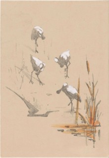 Greeting card with four spoonbills, c.1878-c.1917. Creator: Theo van Hoytema.