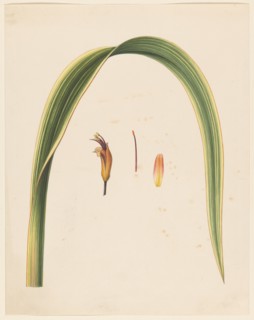 Study of a leaf and a flower, 1836-1915. Creator: Abraham Jacobus Wendel.
