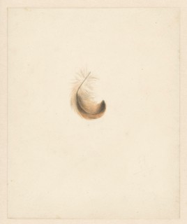 Study of a feather, 1824-1900. Creator: Albertus Steenbergen.