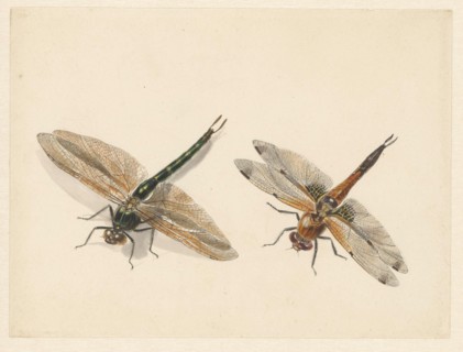 Study of two dragonflies, 1824-1900. Creator: Albertus Steenbergen.