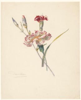 Study sheet with Carnations, 1824-1900. Creator: Albertus Steenbergen.