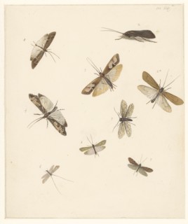 Study sheet with eight moths, 1824-1900. Creator: Albertus Steenbergen.
