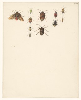 Study sheet with eleven different beetles, 1824-1900. Creator: Albertus Steenbergen.