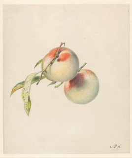 Two peaches on their stems, 1824-1900. Creator: Albertus Steenbergen.