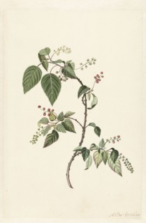 Nandina (Nandina domestica), c.1680-before c.1700. Creator: Alida Withoos.
