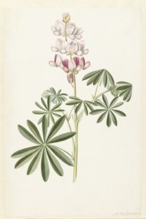 Narrow-leaved Lupin (Lupinus angustifolius), c.1680-before c.1700. Creator: Alida Withoos.